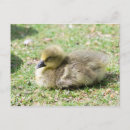 Search for young horizontal postcards Bird
