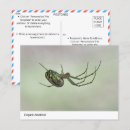 Recherche de arachnide cartes postales Araignée
