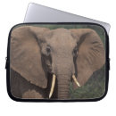 Search for herbivore cases Environment