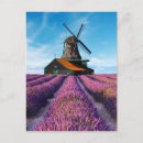 Search for fun game postcards Flowers