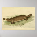 Search for platypus art Duck billed platypus