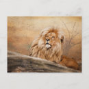 Recherche de lionne cartes postales Faune