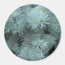 Search for spruce tree magnets Winter