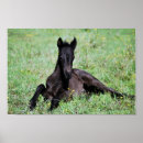 Search for black friesian horse posters Equine