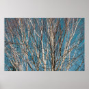 Recherche de bouleau arbres posters Parc