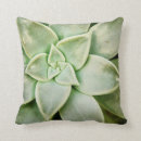 Search for succulent pillows Plants