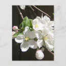 Search for apple tree postcards Unique