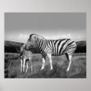 Search for zebra baby posters Animal