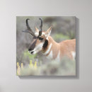 Search for does canvas prints Fawn