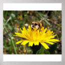 Search for cute bee posters Humour