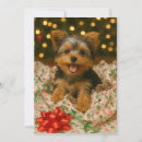 Recherche de yorkshire invitations Amoureux des chiens