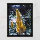 Recherche de fourmis cartes postales Blanc