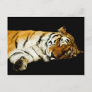 Recherche de tigre rayures cartes postales Orange