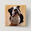 Recherche de chien de terrier badges Chiot