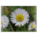 Recherche de marguerites planches à découper Printemps