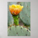 Recherche de figuier de barbarie posters L'arizona