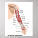 Search for posterior posters Human