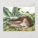 Recherche de lapin noir cartes postales Vintage