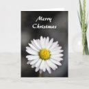 Search for daisy christmas cards Daisies