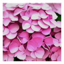 Recherche de hortensia rose posters Bleu