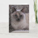 Search for kitty love photography Blue