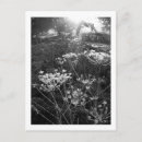 Search for england countryside postcards Nature