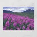 Search for fireweed postcards Environment