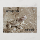 Recherche de crapaud cartes postales Reptile