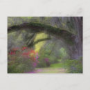 Recherche de chêne vivant posters Paysage