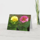Recherche de zinnia rose Jolie