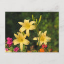 Search for late postcards Floral