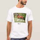 Search for stud horse Funny