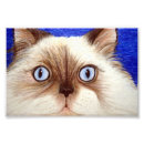Recherche de photo copies de chat Animal
