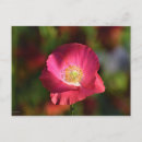 Recherche de coquelicots cartes postales Pour elle