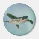 Recherche de turtle magnets Bébé