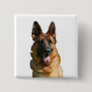 Recherche de berger badges Animaux de compagnie