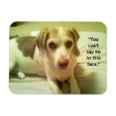 Recherche de beagle magnets Amoureux de les chiens