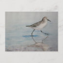 Recherche de piper cartes postales Oiseau