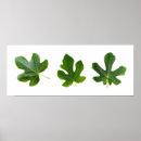 Search for fig tree posters Green