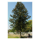 Recherche de chili posters Arbre