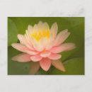 Recherche de gouttes pluie cartes postales Rose