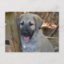 Search for mastiffs postcards Cute