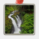 Search for olympic national park ornaments Forest