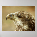 Search for endangered birds posters Eagle