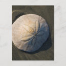 Recherche de dollar de sable cartes postales Coquillage