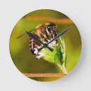 Search for nectar photography Insect