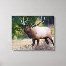 Search for aspen tree canvas prints Colorado