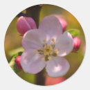 Search for apple blossom stickers Flower