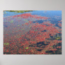 Search for bogs posters Harvest