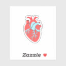 Search for heart anatomy stickers Human